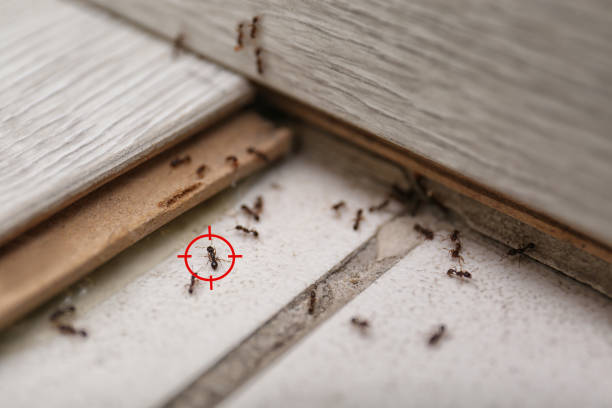 Best Best Pest Control Companies  in Phillipsburg, KS